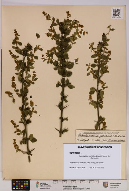 Retanilla trinervia [Espécimen: UDEC:CONC:0046656]