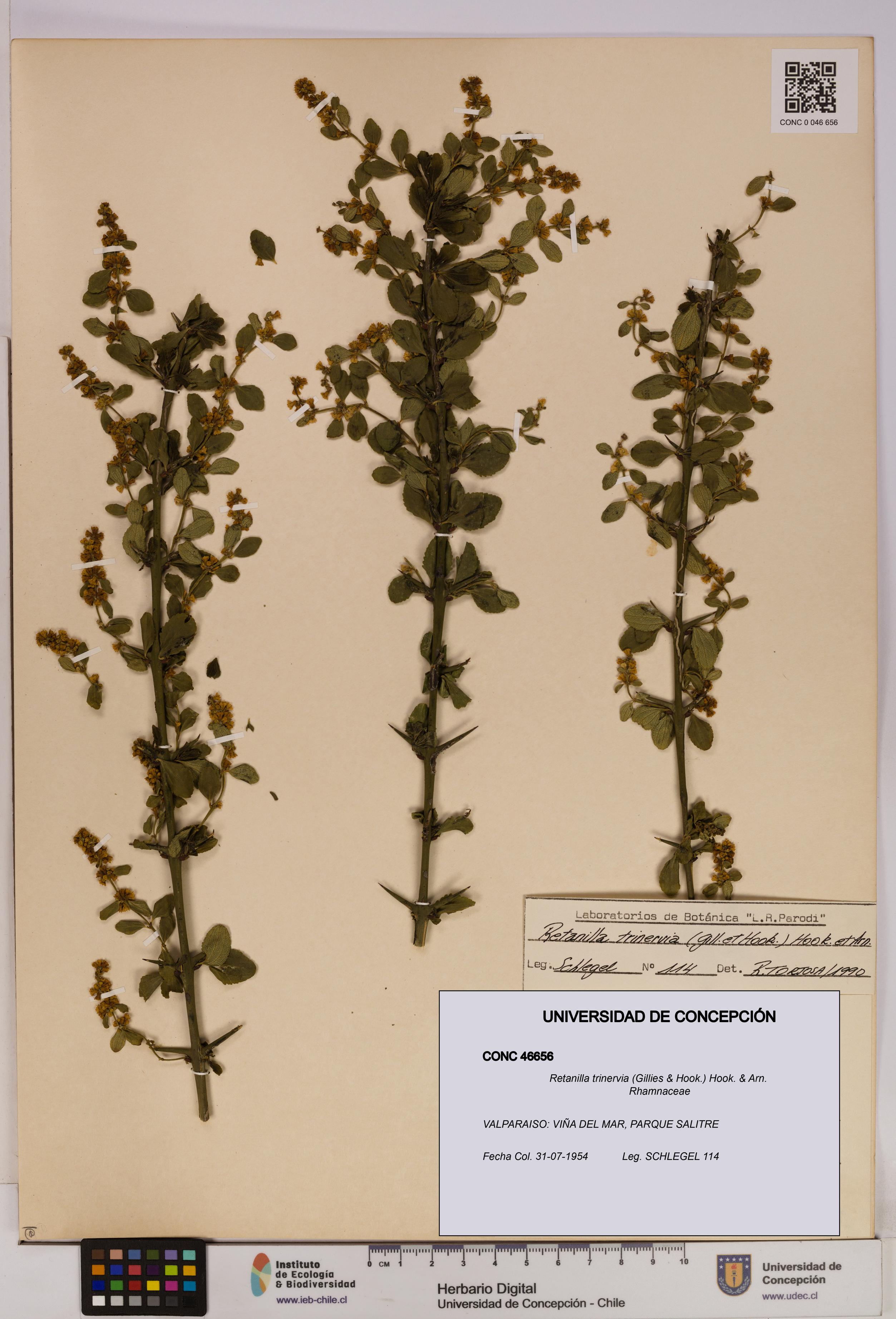 Retanilla trinervia [Espécimen: UDEC:CONC:0046656]