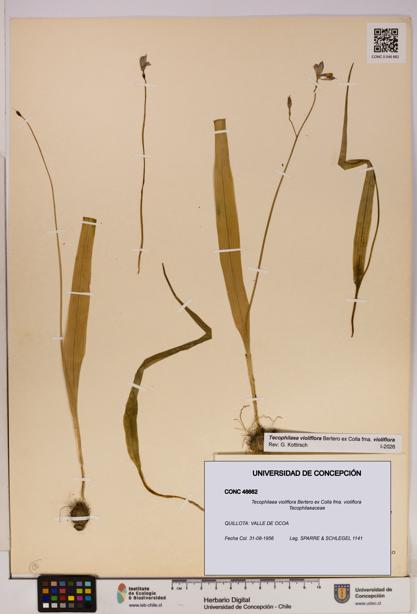 Tecophilaea violiflora fma. violiflora [Espécimen: UDEC:CONC:0046662]