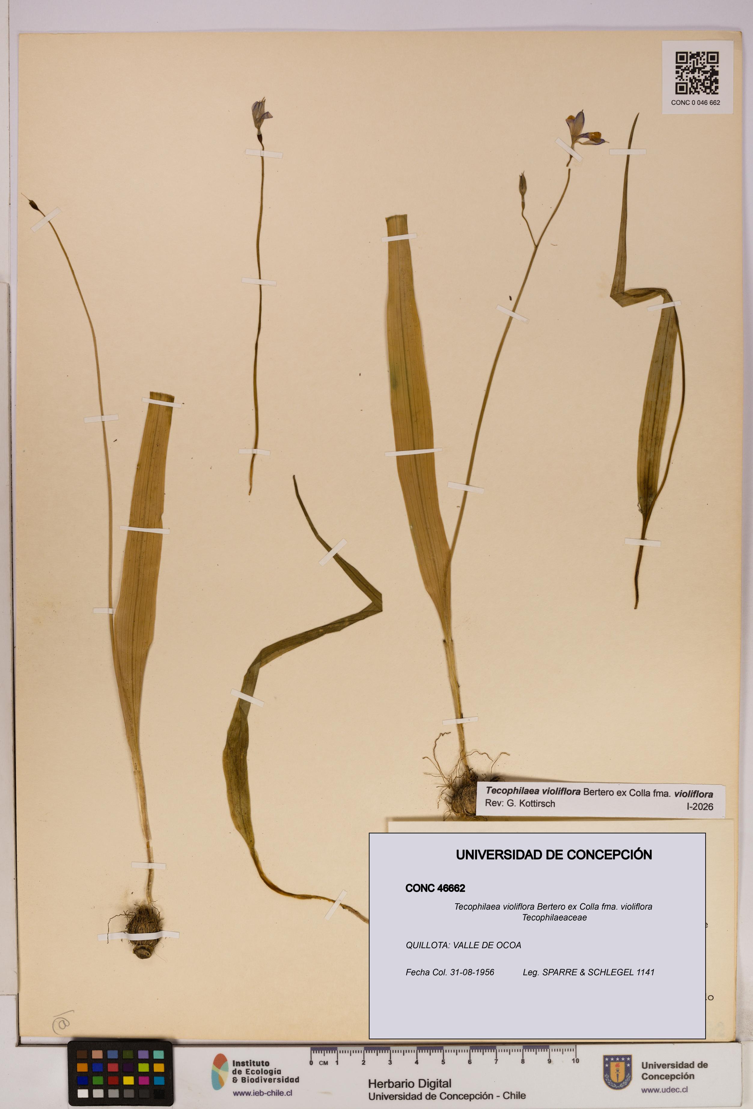 Tecophilaea violiflora fma. violiflora [Espécimen: UDEC:CONC:0046662]