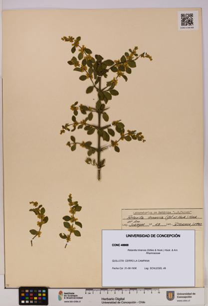 Retanilla trinervia [Espécimen: UDEC:CONC:0046668]