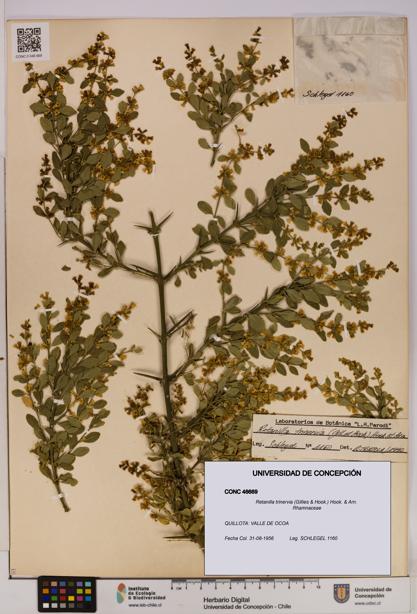 Retanilla trinervia [Espécimen: UDEC:CONC:0046669]