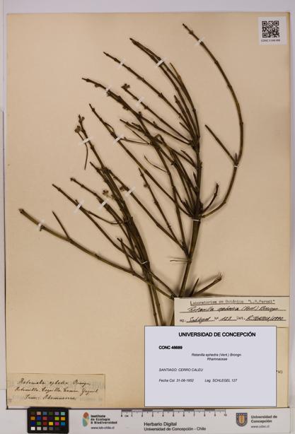 Retanilla ephedra [Espécimen: UDEC:CONC:0046689]