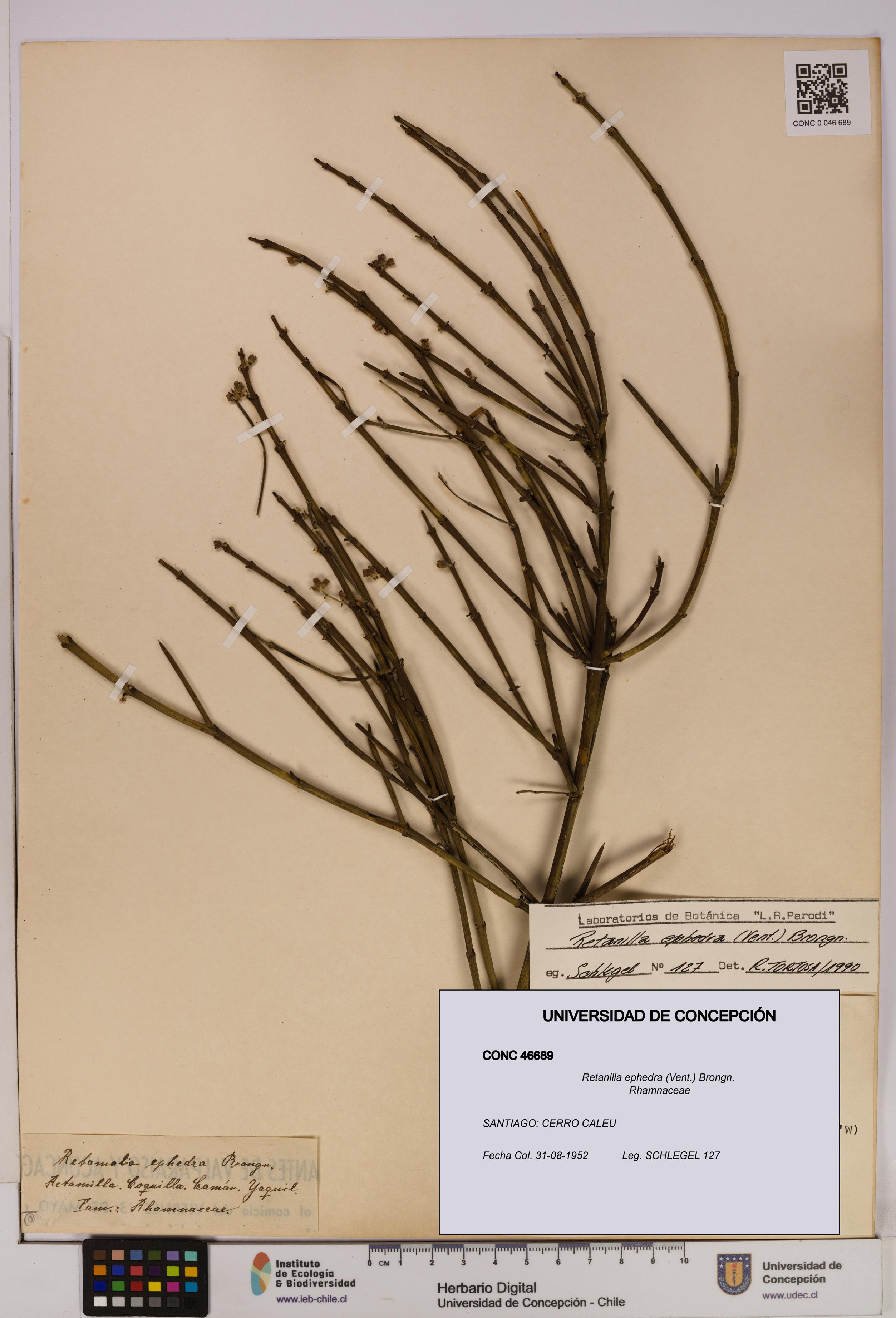 Retanilla ephedra [Espécimen: UDEC:CONC:0046689]