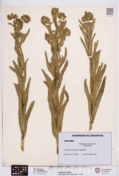 Cynoglossum creticum [Espécimen: ]