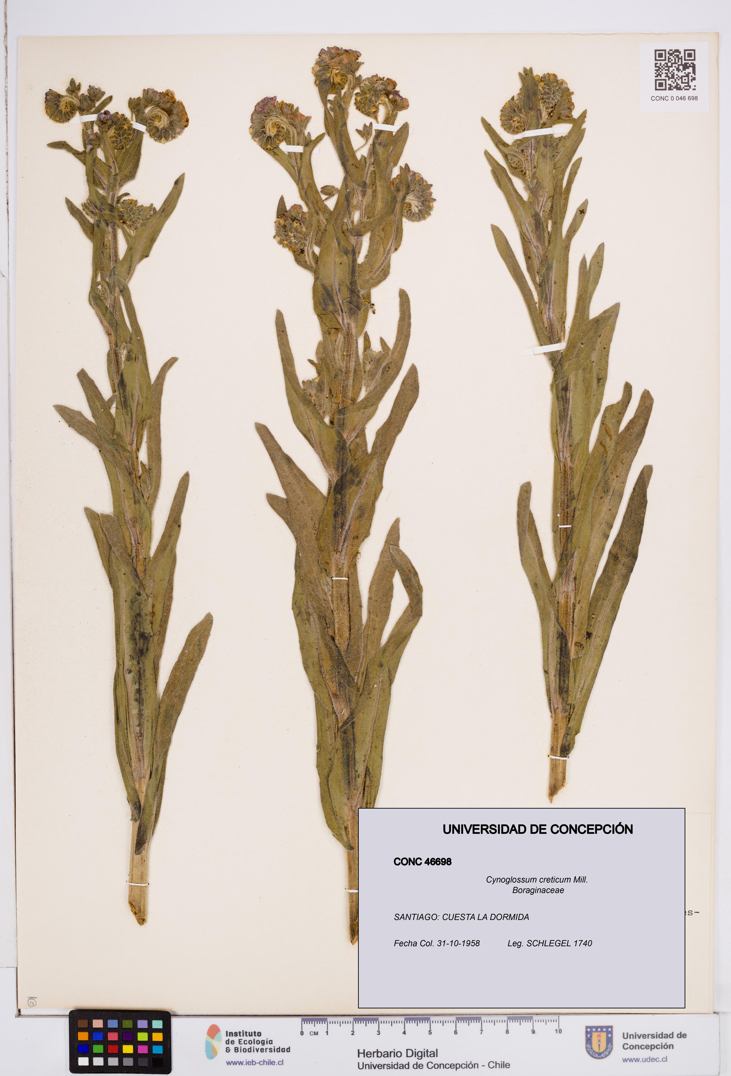 Cynoglossum creticum [Espécimen: ]