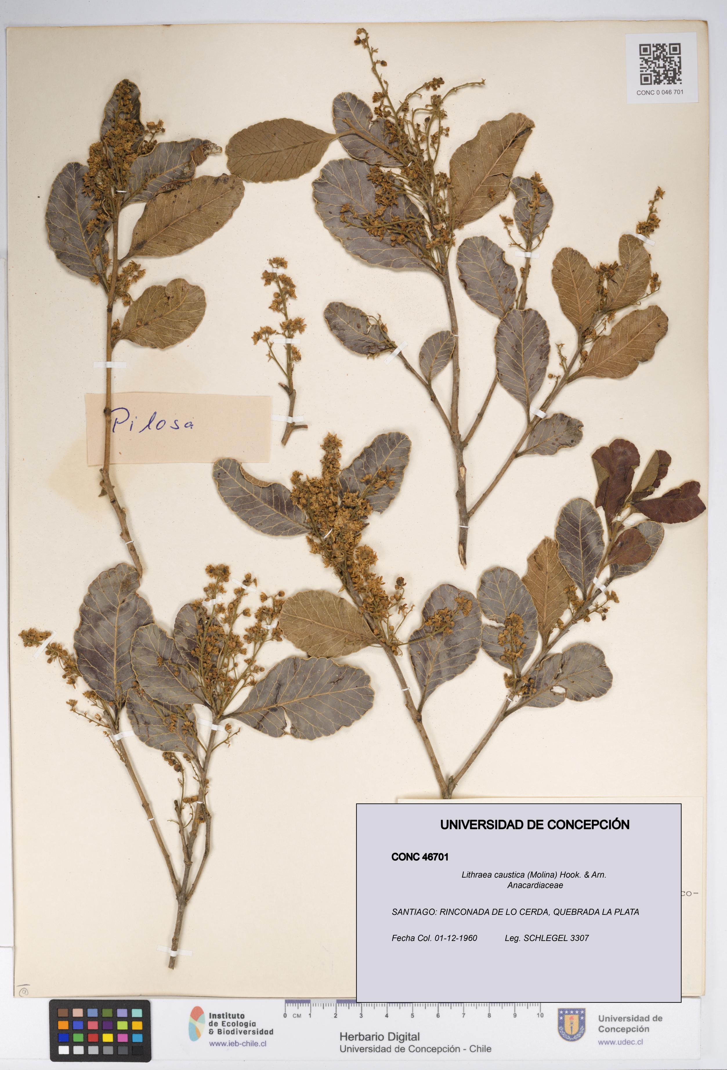 Lithraea caustica [Espécimen: UDEC:CONC:0046701]