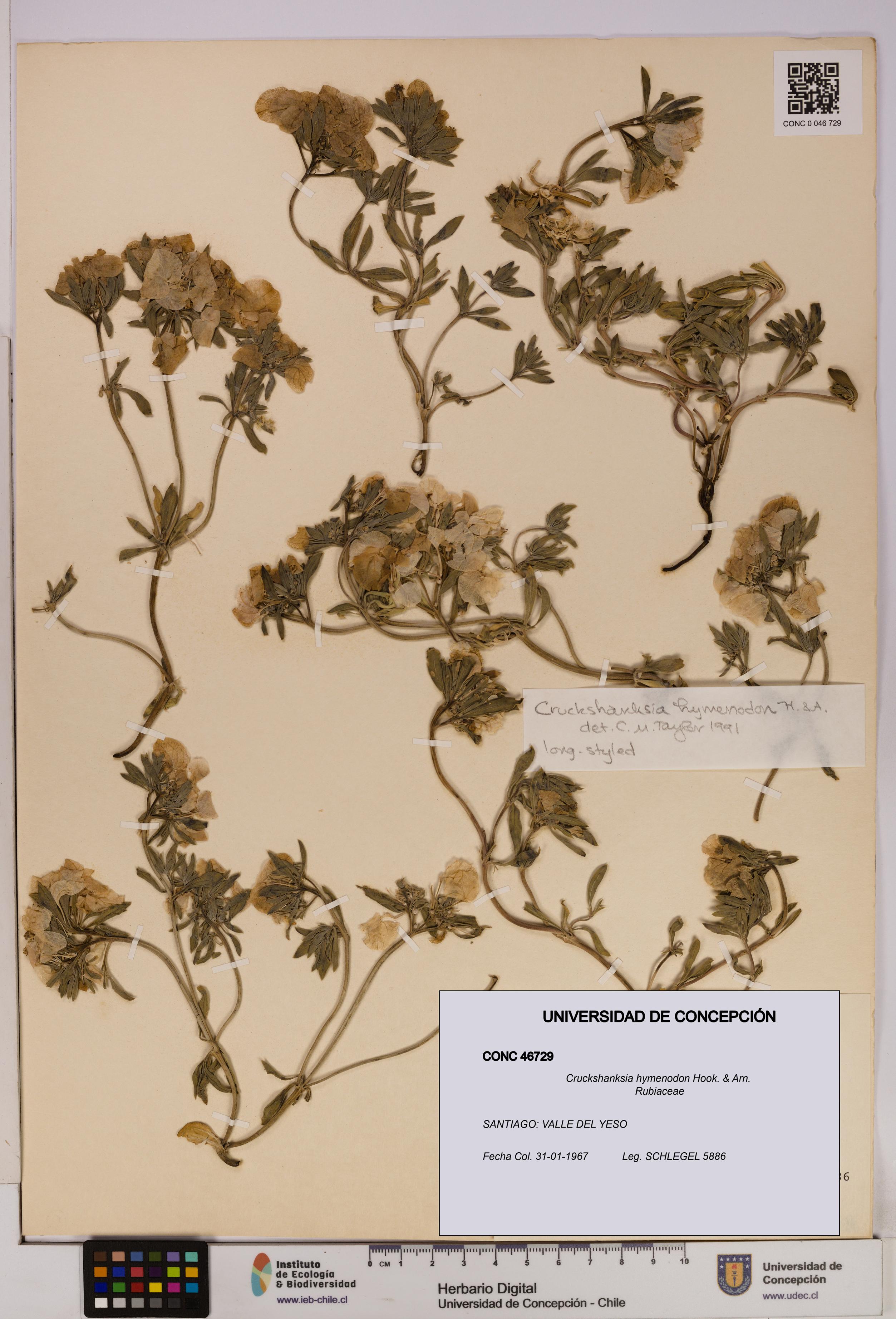 Cruckshanksia hymenodon [Espécimen: UDEC:CONC:0046729]