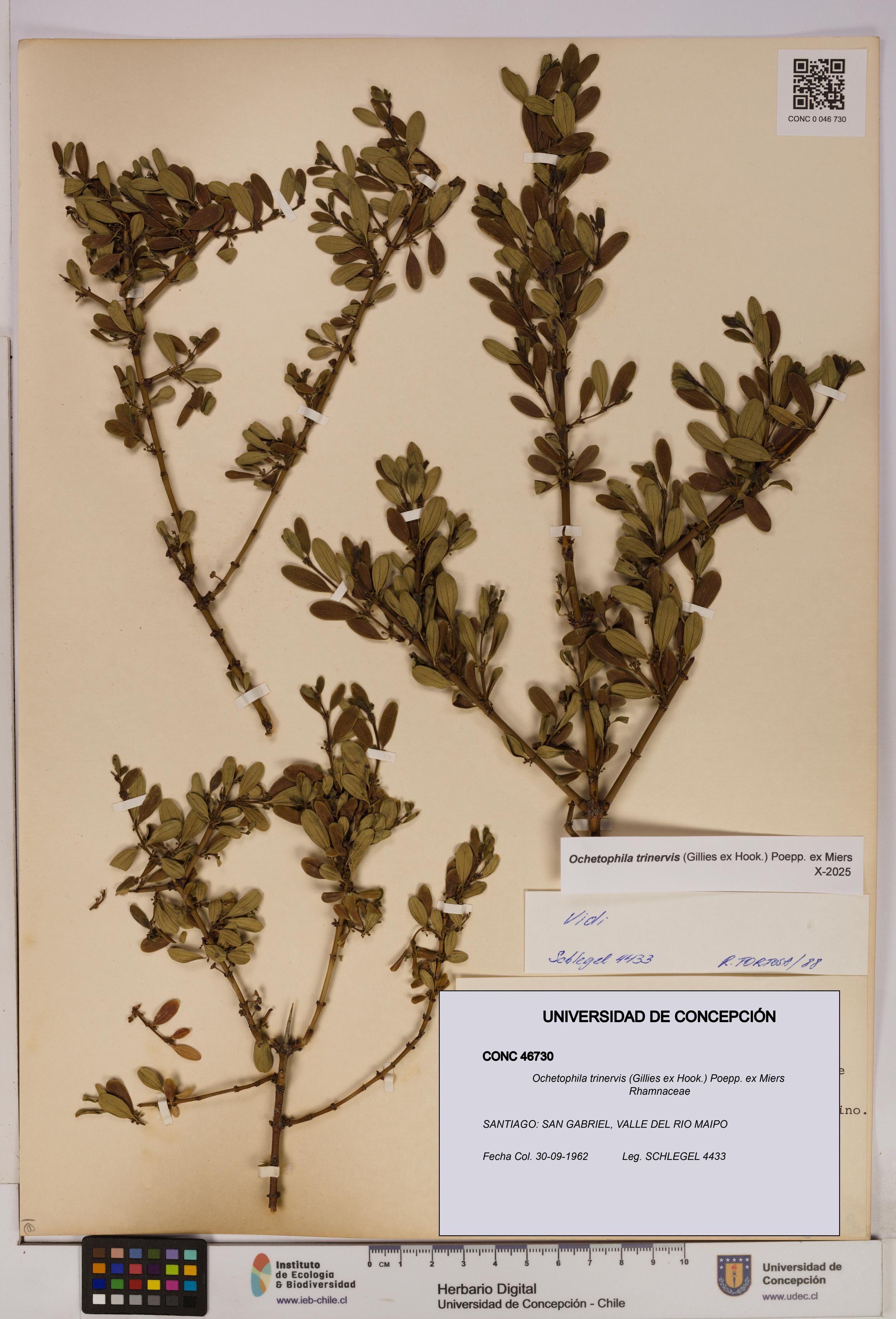 Ochetophila trinervis [Espécimen: UDEC:CONC:0046730]