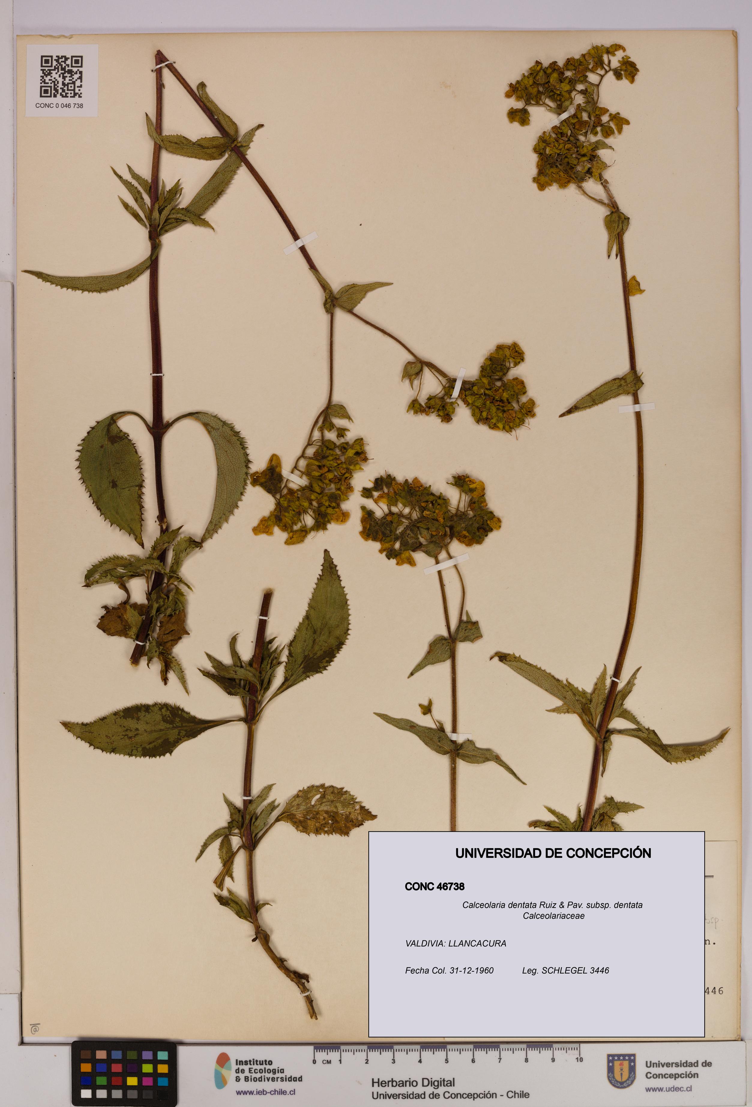 Calceolaria dentata subsp. dentata [Espécimen: UDEC:CONC:0046738]