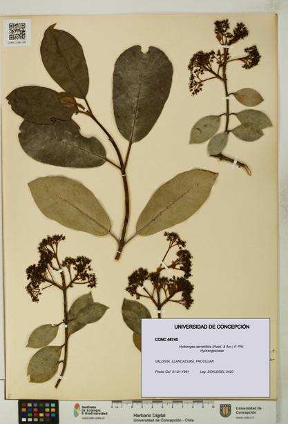 Hydrangea serratifolia [Espécimen: UDEC:CONC:0046740]