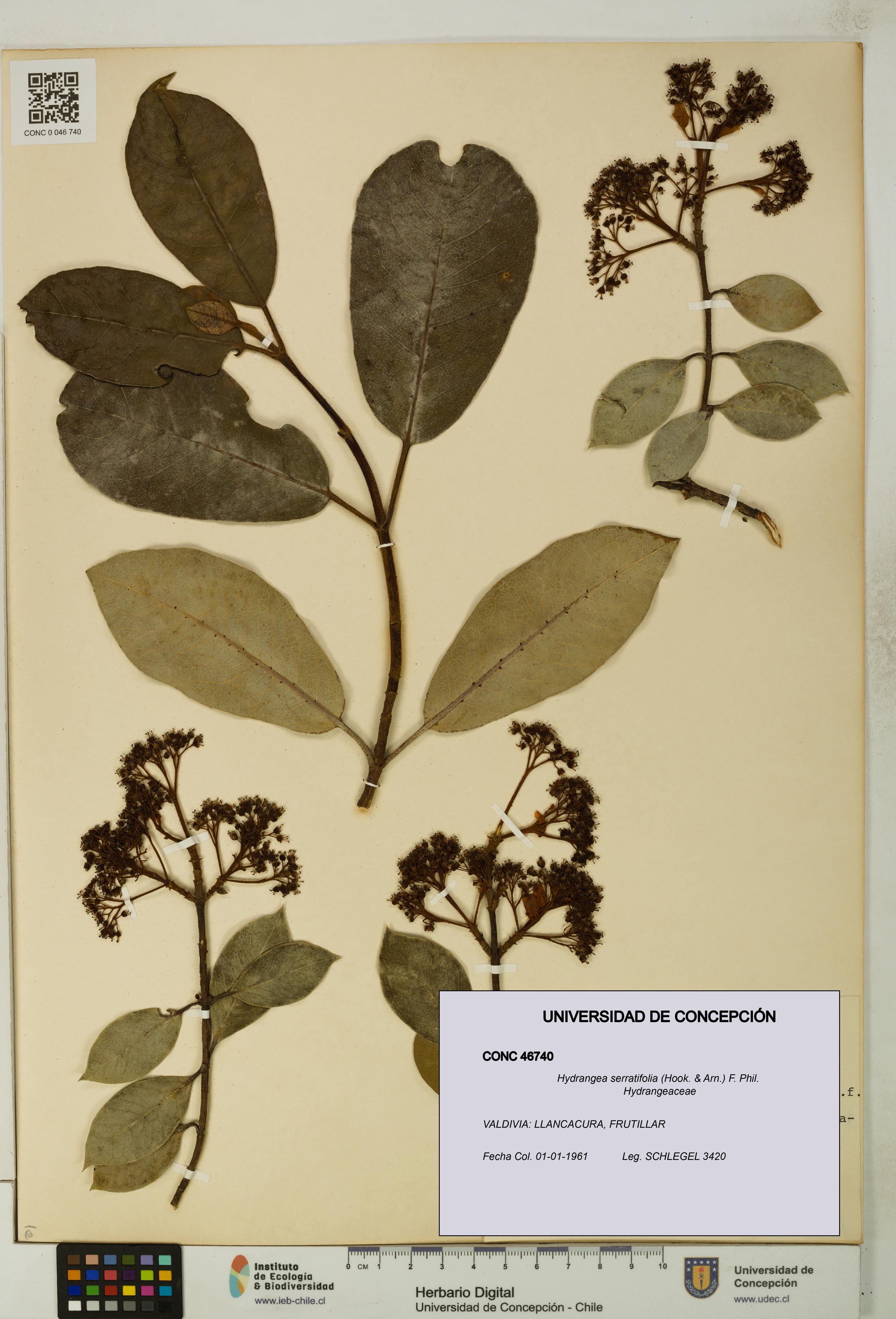 Hydrangea serratifolia [Espécimen: UDEC:CONC:0046740]