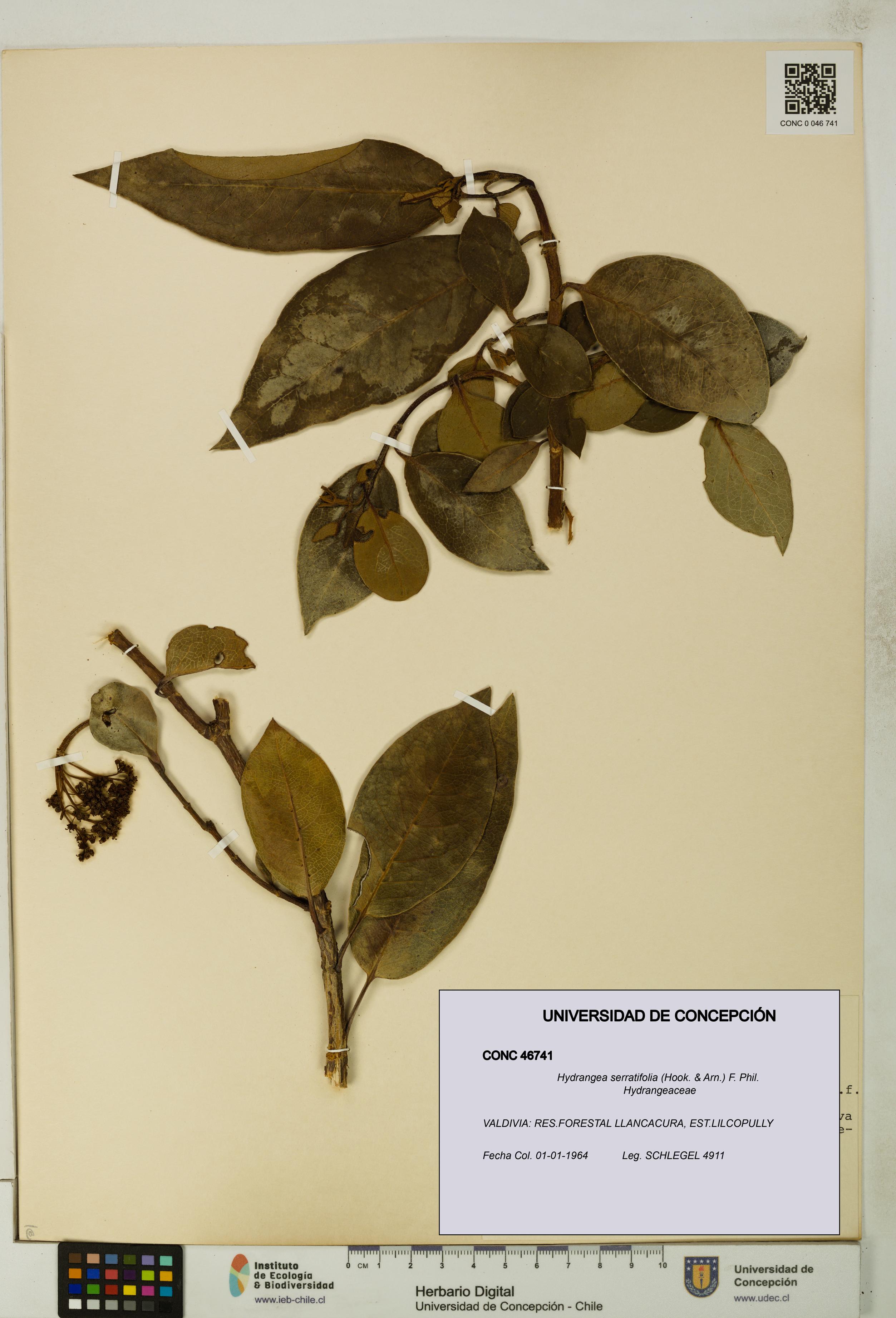 Hydrangea serratifolia [Espécimen: UDEC:CONC:0046741]