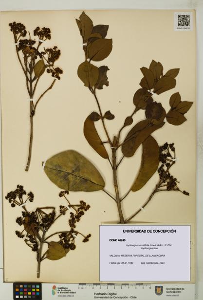 Hydrangea serratifolia [Espécimen: UDEC:CONC:0046743]