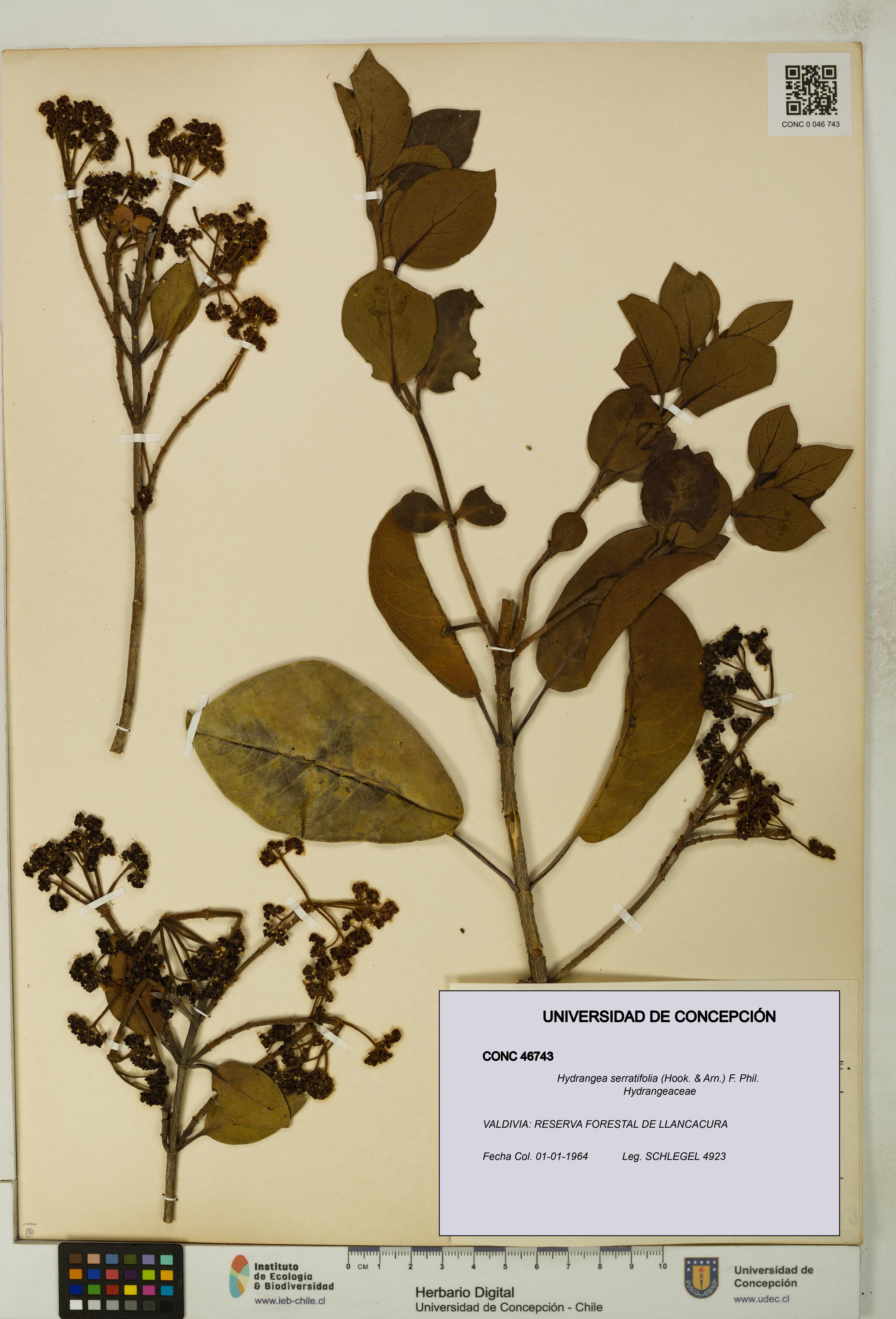 Hydrangea serratifolia [Espécimen: UDEC:CONC:0046743]