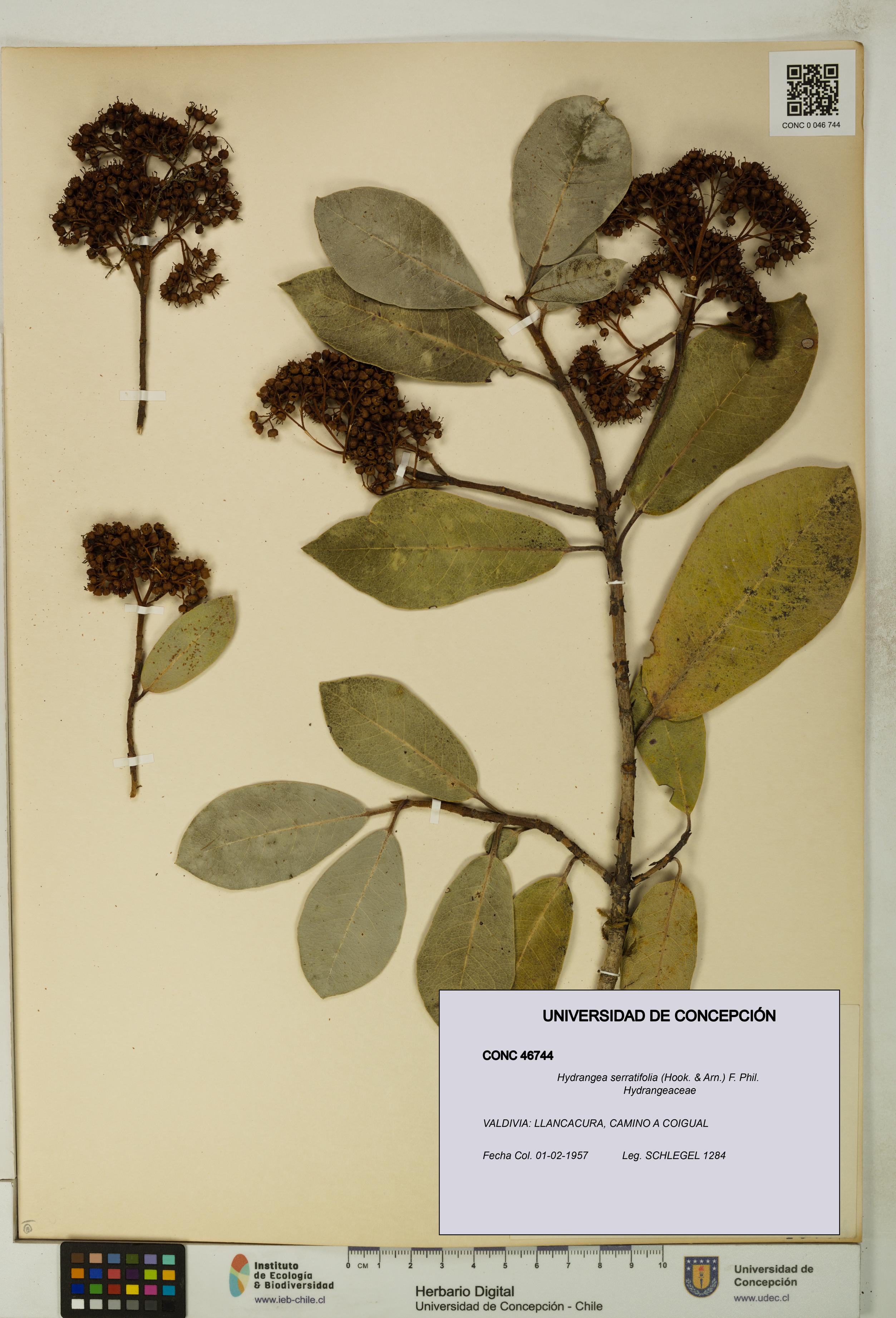 Hydrangea serratifolia [Espécimen: UDEC:CONC:0046744]