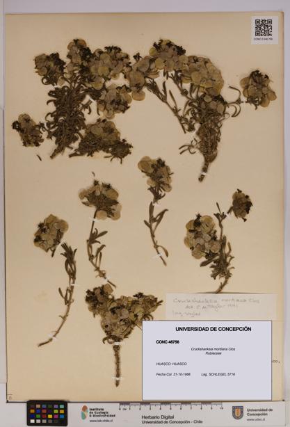 Cruckshanksia montiana [Espécimen: UDEC:CONC:0046756]