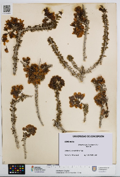 Balsamocarpon brevifolium [Espécimen: UDEC:CONC:0046758]