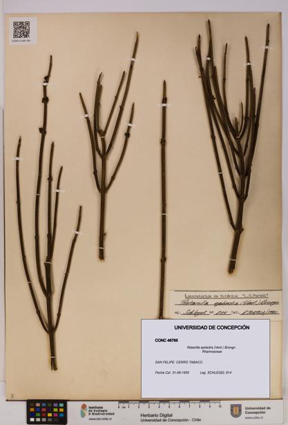 Retanilla ephedra [Espécimen: UDEC:CONC:0046765]