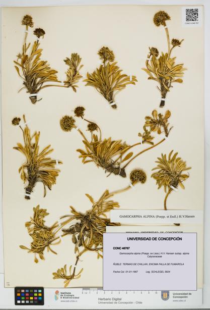 Gamocarpha alpina subsp. alpina [Espécimen: UDEC:CONC:0046767]