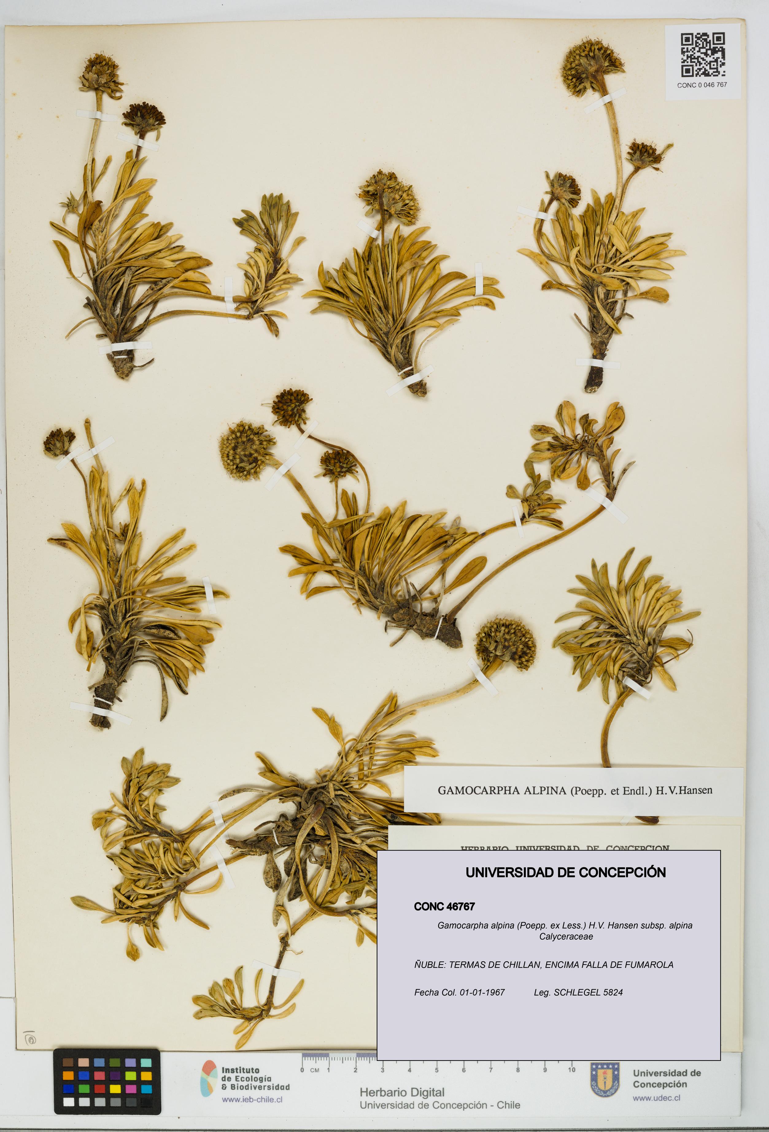 Gamocarpha alpina subsp. alpina [Espécimen: UDEC:CONC:0046767]