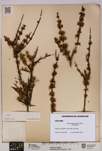 Discaria articulata [Espécimen: UDEC:CONC:0046769]