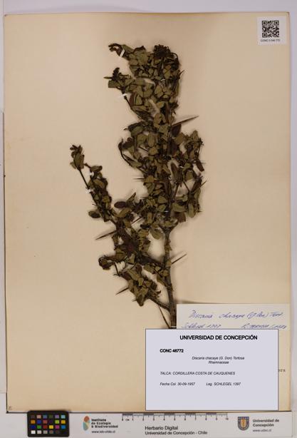 Discaria chacaye [Espécimen: UDEC:CONC:0046772]