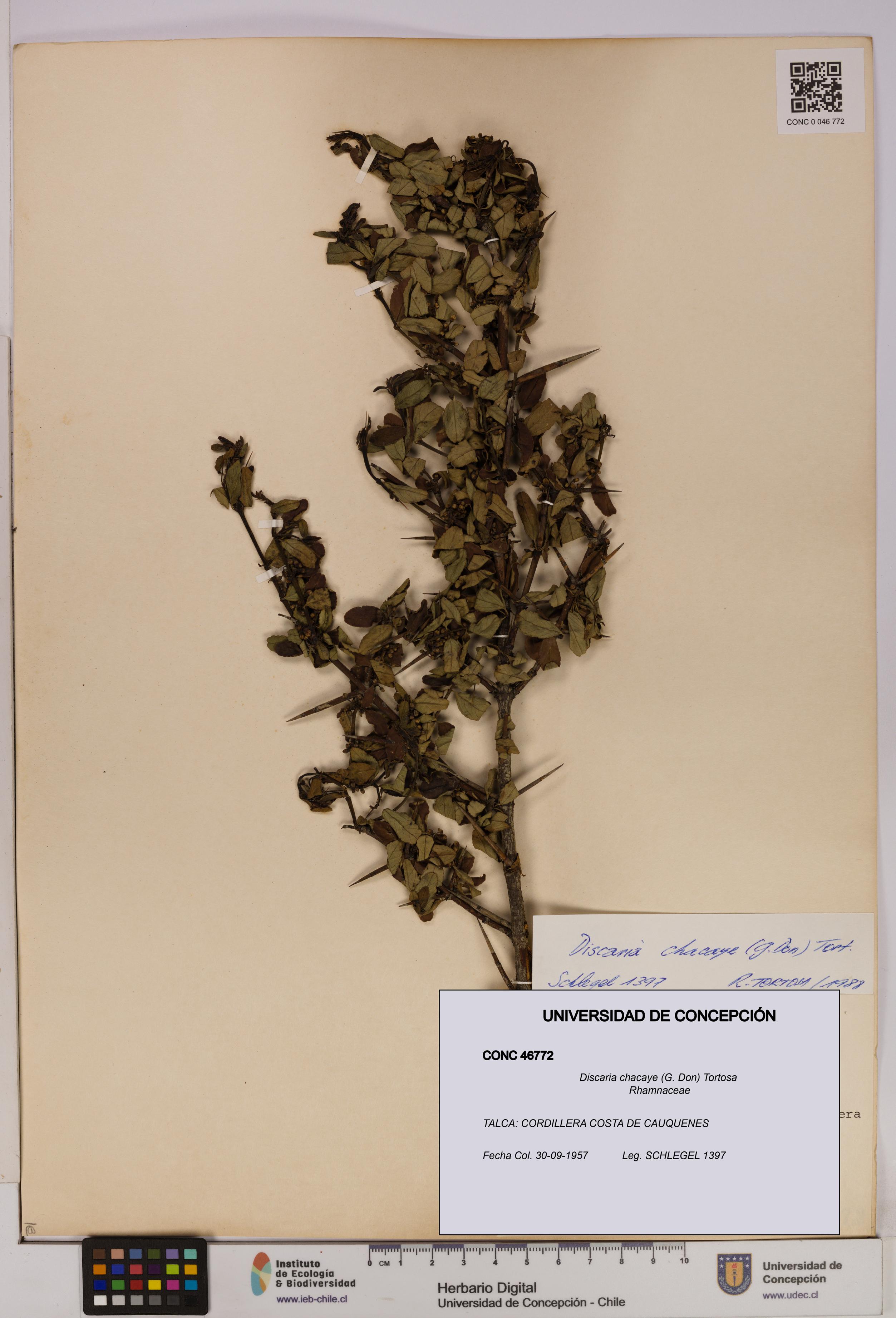 Discaria chacaye [Espécimen: UDEC:CONC:0046772]