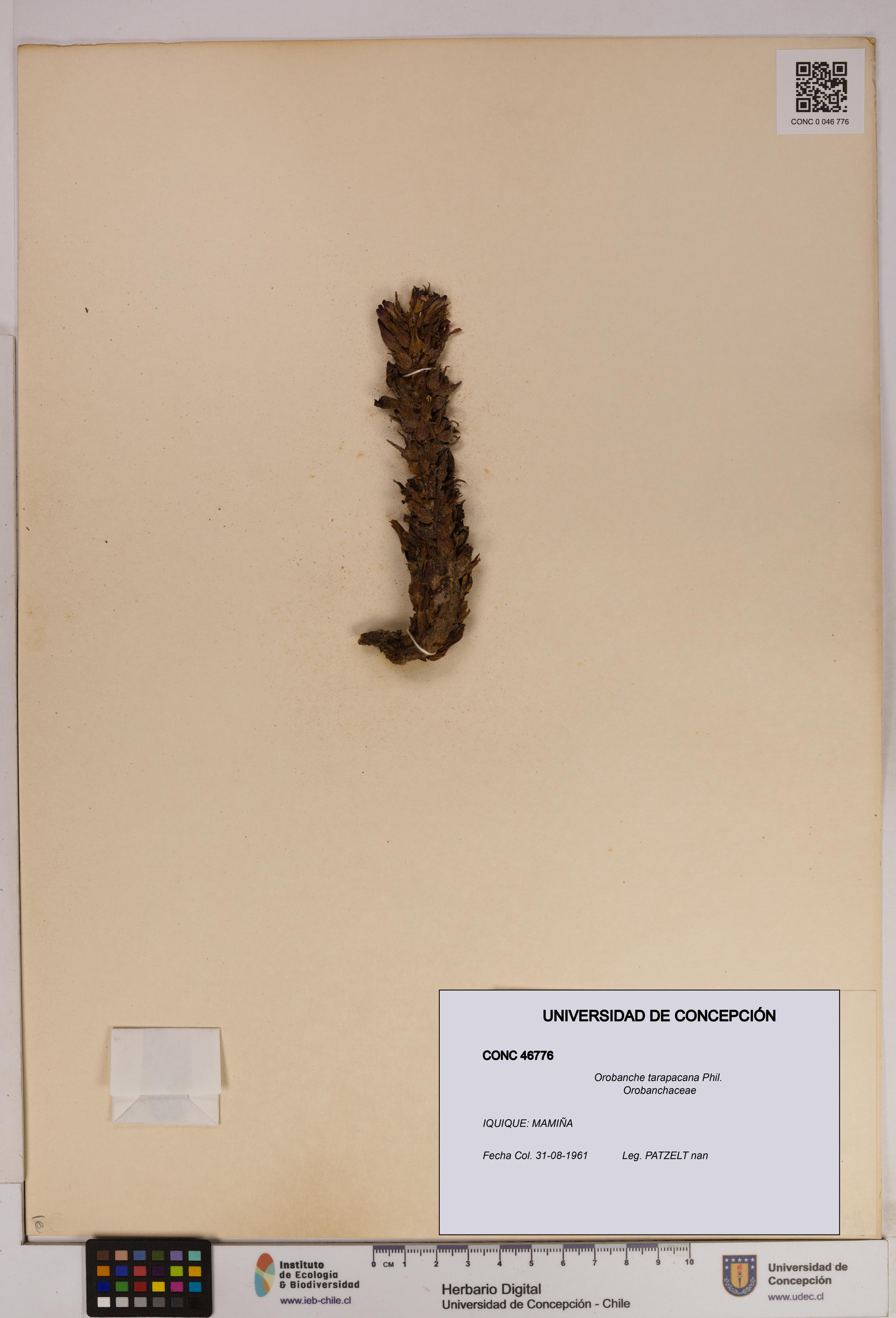 Orobanche tarapacana [Espécimen: UDEC:CONC:0046776]