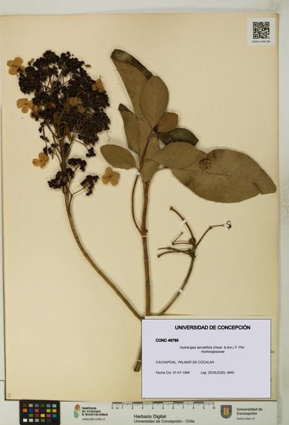Hydrangea serratifolia [Espécimen: UDEC:CONC:0046785]