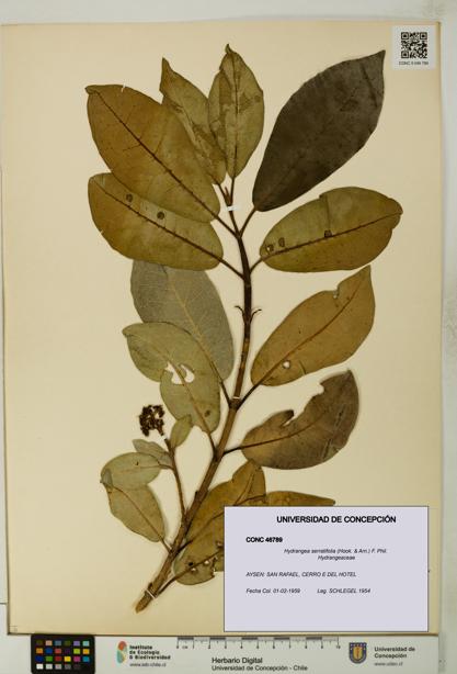 Hydrangea serratifolia [Espécimen: UDEC:CONC:0046789]