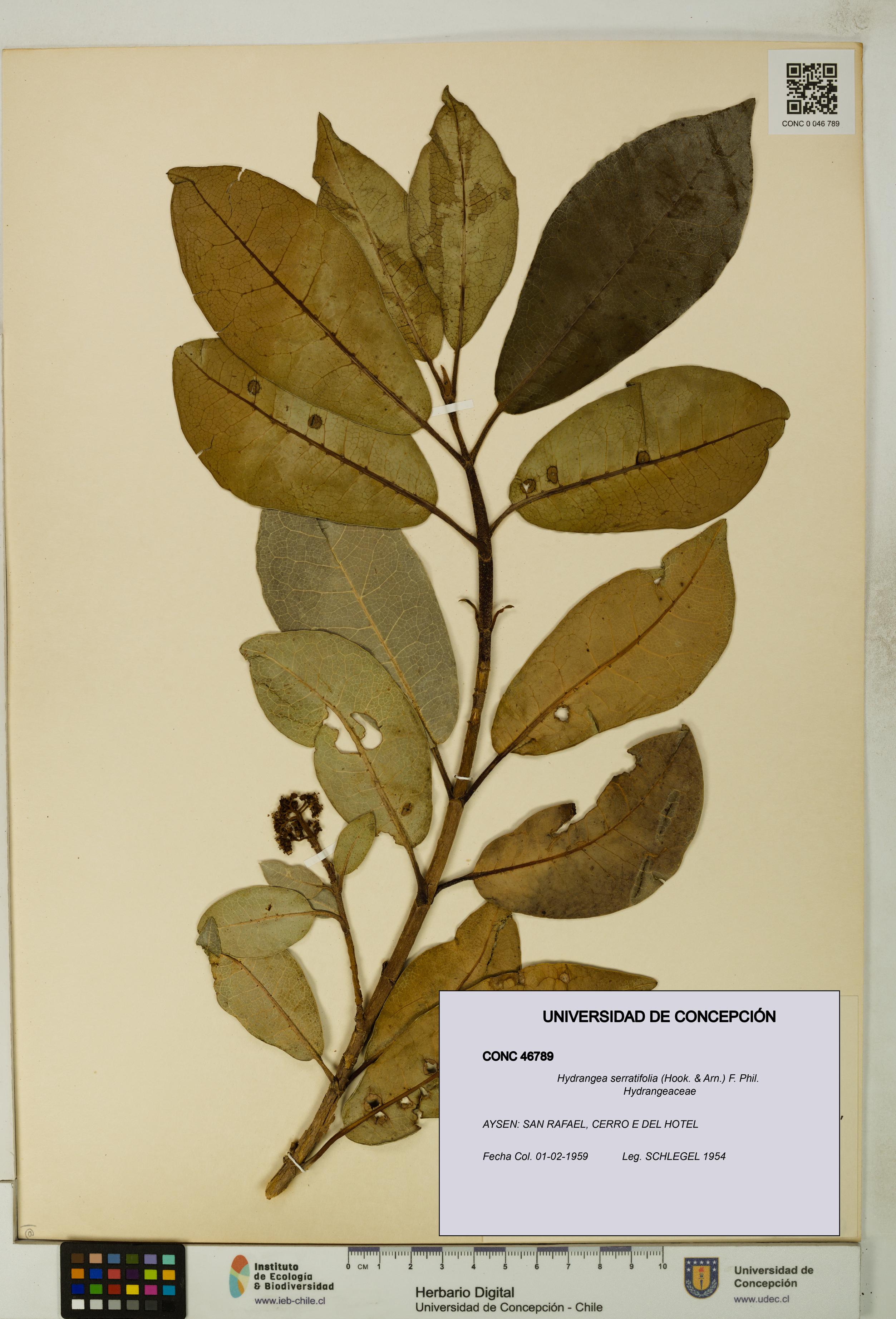 Hydrangea serratifolia [Espécimen: UDEC:CONC:0046789]