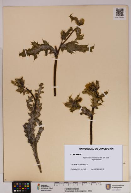 Argemone hunnemannii [Espécimen: UDEC:CONC:0046803]