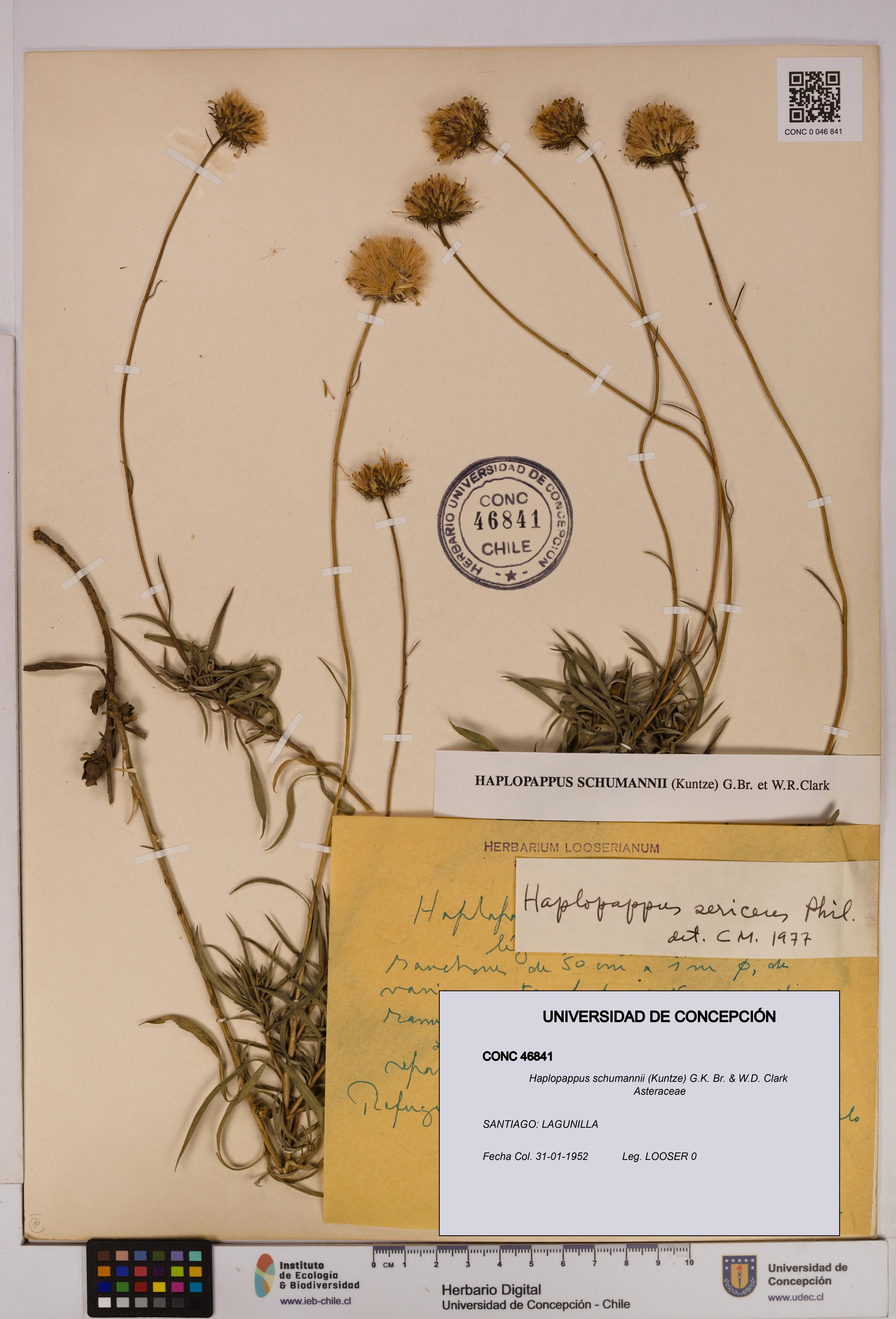 Haplopappus schumannii [Espécimen: UDEC:CONC:0046841]
