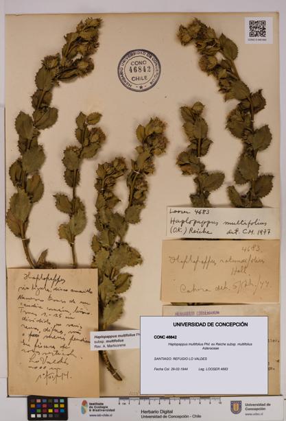 Haplopappus multifolius subsp. multifolius [Espécimen: UDEC:CONC:0046842]