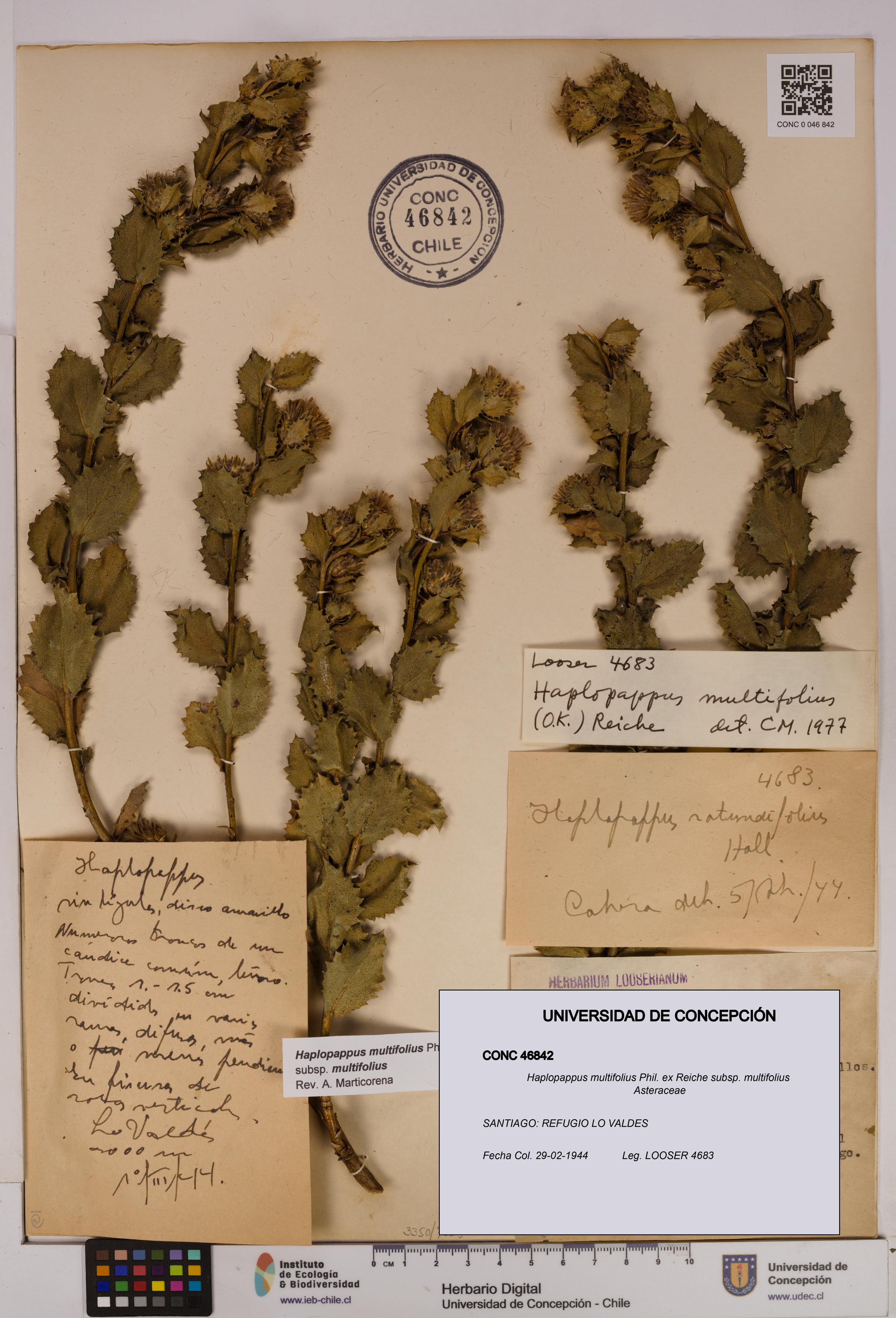 Haplopappus multifolius subsp. multifolius [Espécimen: UDEC:CONC:0046842]