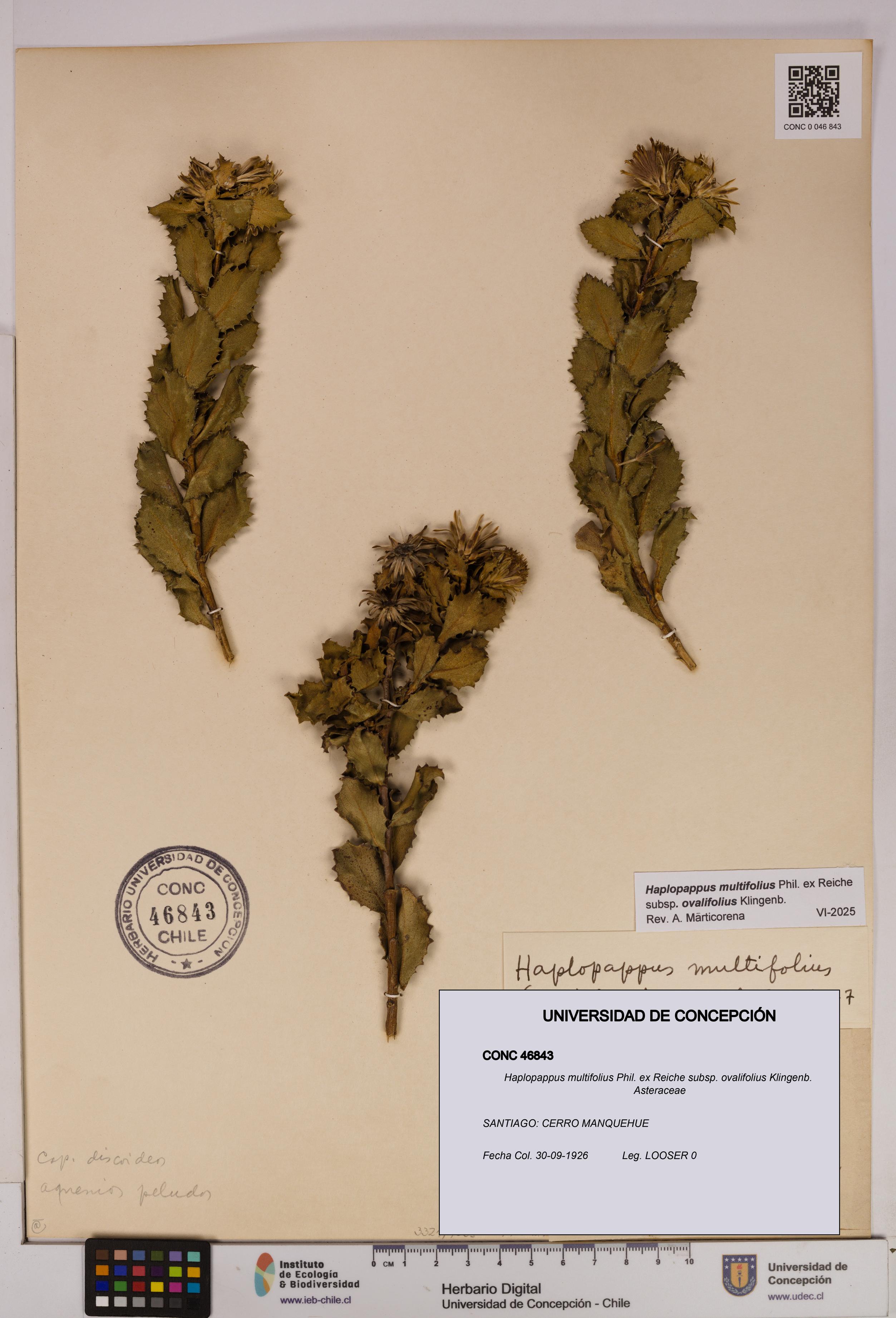 Haplopappus multifolius subsp. ovalifolius [Espécimen: UDEC:CONC:0046843]