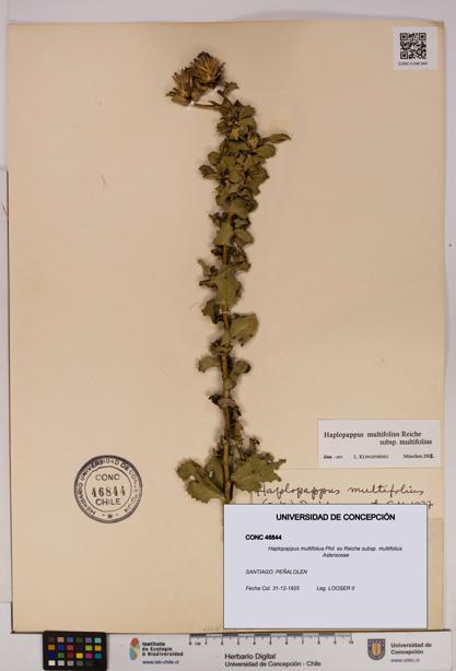 Haplopappus multifolius subsp. multifolius [Espécimen: UDEC:CONC:0046844]