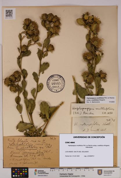 Haplopappus multifolius subsp. ovalifolius [Espécimen: UDEC:CONC:0046845]