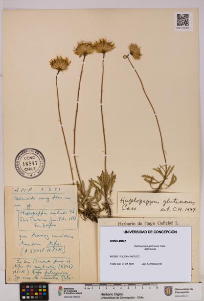 Haplopappus glutinosus [Espécimen: UDEC:CONC:0046847]