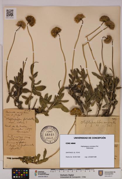 Haplopappus uncinatus [Espécimen: UDEC:CONC:0046848]