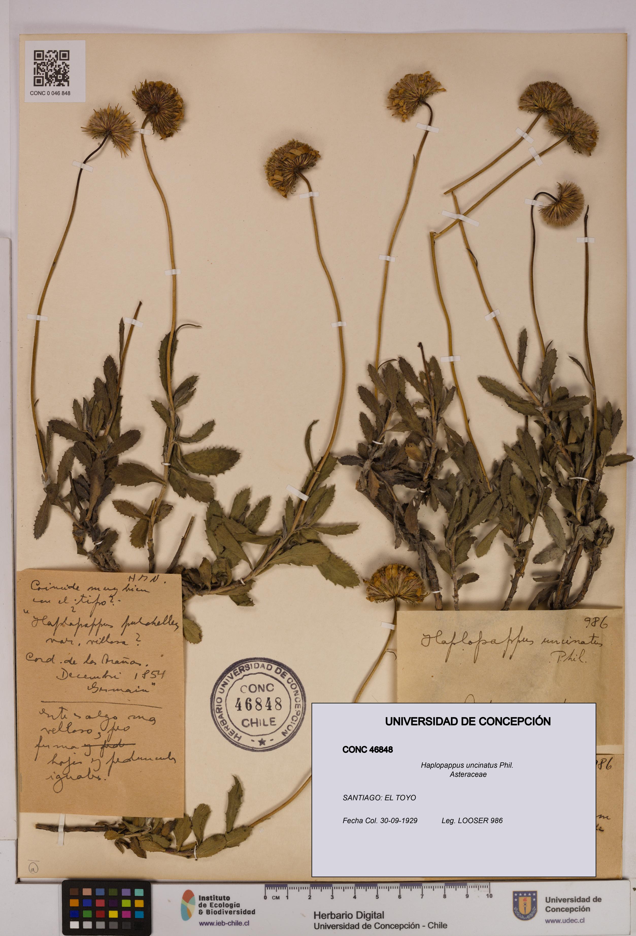 Haplopappus uncinatus [Espécimen: UDEC:CONC:0046848]