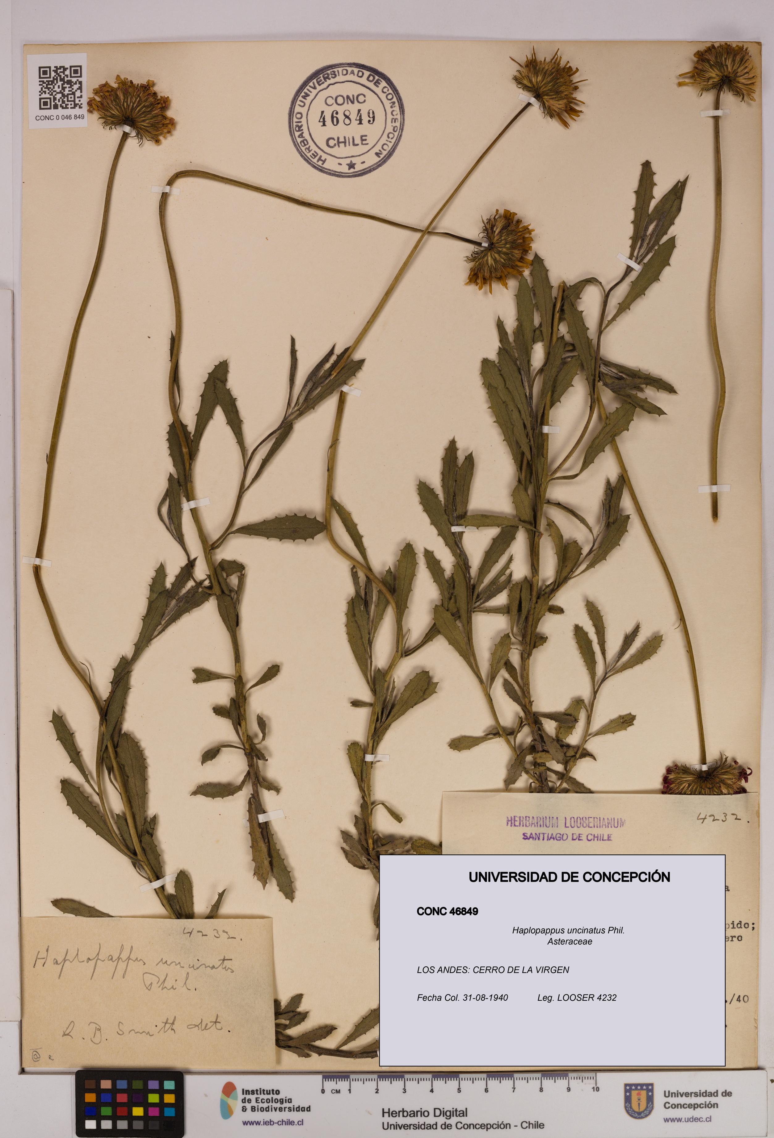 Haplopappus uncinatus [Espécimen: UDEC:CONC:0046849]