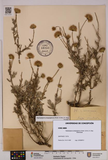 Haplopappus poeppigianus [Espécimen: UDEC:CONC:0046850]
