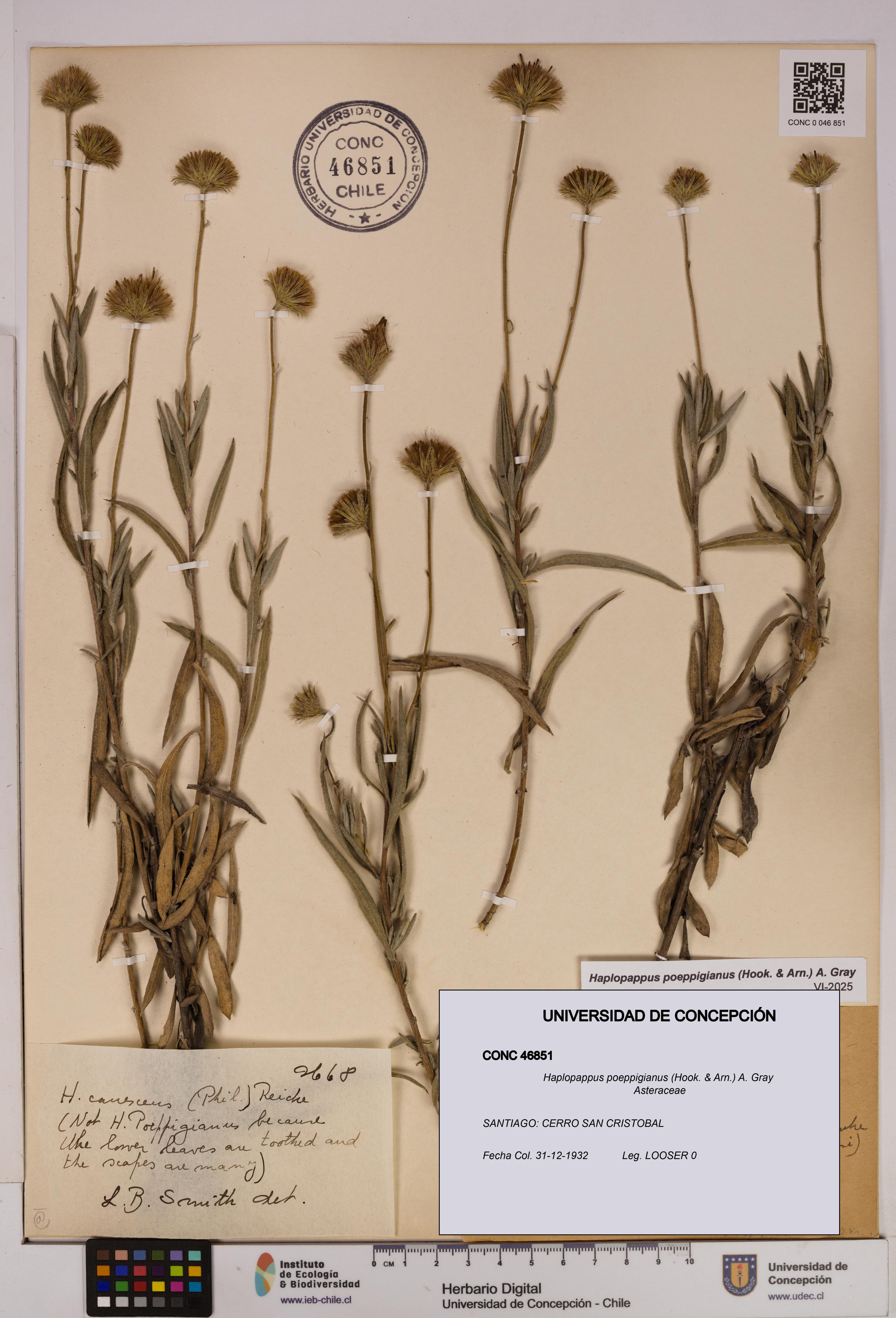 Haplopappus poeppigianus [Espécimen: UDEC:CONC:0046851]