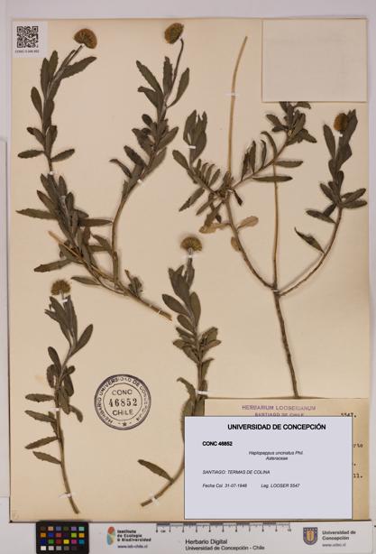 Haplopappus uncinatus [Espécimen: UDEC:CONC:0046852]