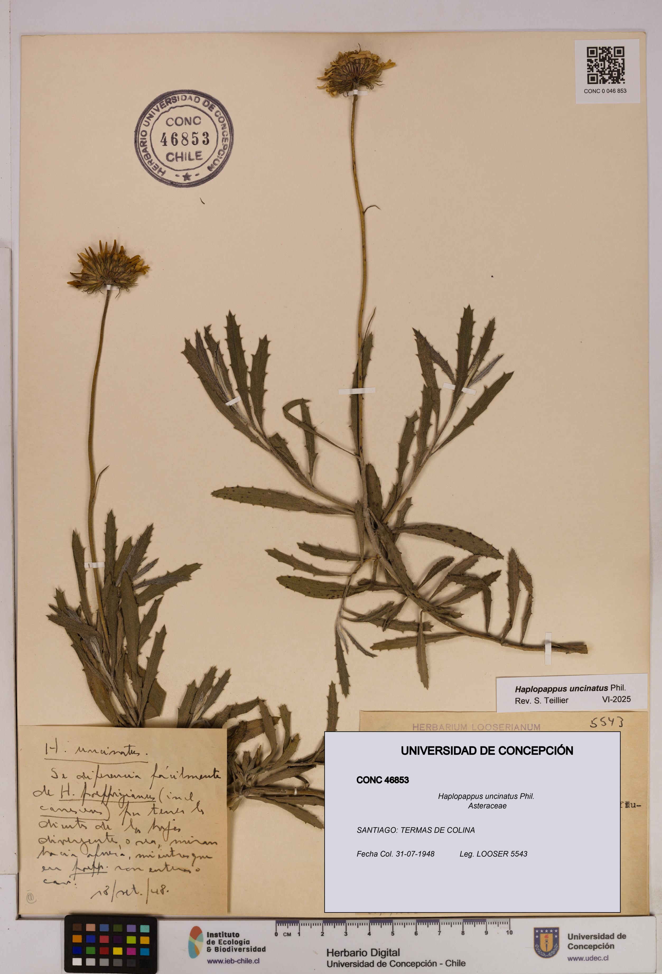 Haplopappus uncinatus [Espécimen: UDEC:CONC:0046853]