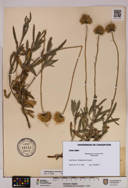 Haplopappus uncinatus [Espécimen: UDEC:CONC:0046854]