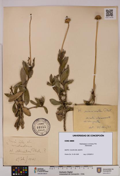 Haplopappus uncinatus [Espécimen: UDEC:CONC:0046855]