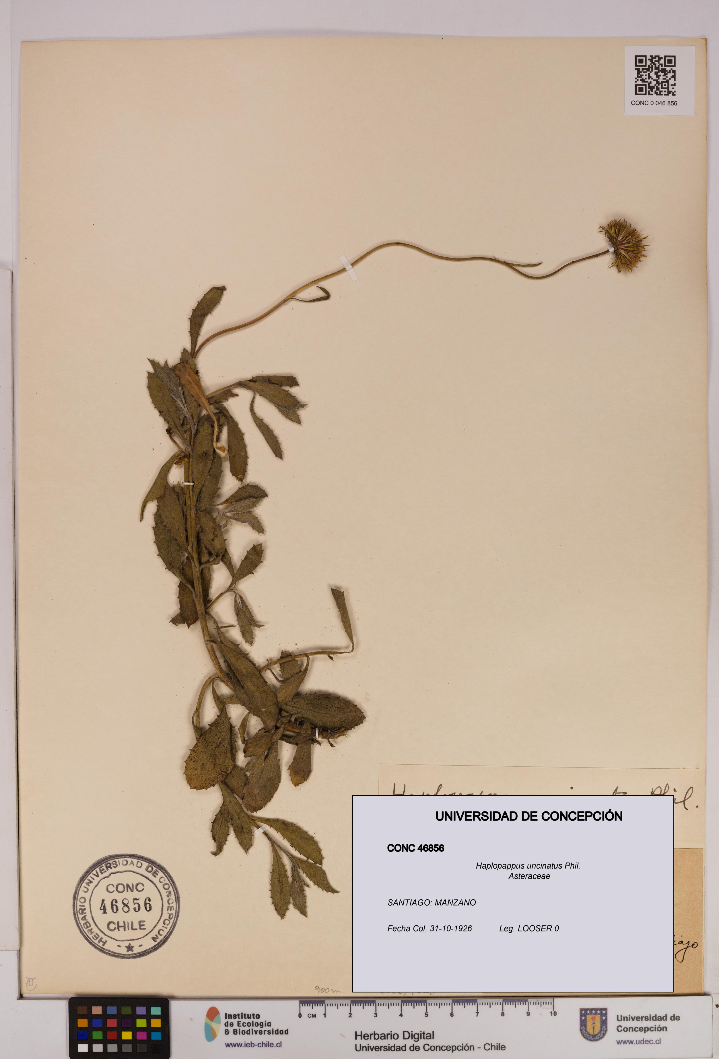 Haplopappus uncinatus [Espécimen: UDEC:CONC:0046856]